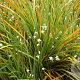 Libertia ixioides GM P9