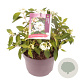 Viburnum plic. 'Watanabe' 30-40 cm 5,0L