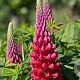 Lupinus 'Beefeater' GM  P11