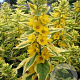 Lysimachia punctata GoldenAlexander GM P9