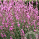 Lythrum sal. 'Lady Sackville' GM P9