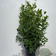 Viburnum tinus 50-60 cm 7,5L