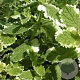 Mentha rot. 'Variegata' GM P9