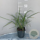 Miscanthus sinensis GM 2,0L