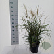Miscanthus sin. 'Adagio' 40-60 cm 6,5L