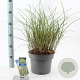 Miscanthus sin. 'Adagio' 40-60 cm 6,5L
