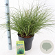 Miscanthus sin. 'Adagio' 40-60 cm 6,5L