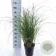 Miscanthus sin. 'Adagio' 40-60 cm 6,5L