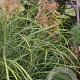 Miscanthus sin. 'Autumn Light' GM  P11