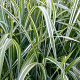 Miscanthus sinensis condensatus GM  P11