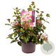 Viburnum tin. Lisarose 30-40 cm 5,0L