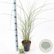 Miscanthus sin. 'Gracillimus' 30-60 cm 2,0L