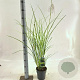 Miscanthus sin. 'Gracillimus' 30-60 cm 2,0L