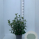 Viburnum tin. 'Purpureum' 50-60 cm 7,5L