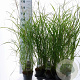 Miscanthus sin. 'Herman Mussel' GM 2,0L