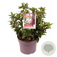 Viburnum tin. Spirit 30-40 cm 5,0L