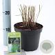 Miscanthus sin. 'Kleine Silbersp.' 30-60 cm 2,0L