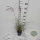Miscanthus sin. 'Kleine Silbersp.' GM 2,0L