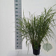 Miscanthus sin. 'Little Zebra' 50-80 cm 6,5L