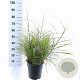 Miscanthus sin. 'Little Zebra' 50-80 cm 6,5L