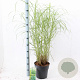 Miscanthus sin. 'Little Zebra' 50-80 cm 6,5L