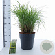 Miscanthus sin. 'Little Zebra' 60-100 cm 12L