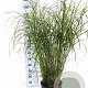 Miscanthus sin. 'Little Zebra' 60-100 cm 12L