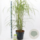 Miscanthus sin. 'Malepartus' 60-100 cm 12L