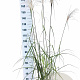 Miscanthus sin. 'Malepartus' 60-100 cm 12L
