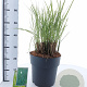 Miscanthus sin. 'Morning Light' 60-100 cm 12L
