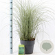 Miscanthus sin. 'Morning Light' 60-100 cm 12L