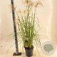 Miscanthus sin. Pink Cloud GM 6,5L