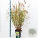 Miscanthus sin. 'Red Chief' 50-80 cm 6,5L
