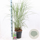 Miscanthus sin. 'Red Chief' 50-80 cm 6,5L