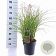 Miscanthus sin. Red Cloud GM 6,5L