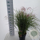 Miscanthus sin. Red Cloud GM 6,5L