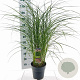Miscanthus sin. Red Cloud GM 6,5L