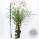 Miscanthus sin. Red Cloud GM 6,5L