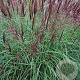 Miscanthus s. 'Red Tower' GM  P11