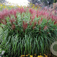 Miscanthus sin. 'Roter Pfeil' GM  P11
