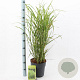 Miscanthus sin. 'Strictus' 50-80 cm 6,5L