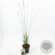 Molinia caerulea 'Heidebraut' 40-70 cm 2,0L