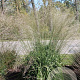 Molinia caerulea 'Whirlwind' GM P9