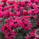 Monarda 'Bee-pure' GM P9