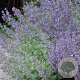 Nepeta 'Dropmore' GM P9