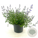 Nepeta 'Kit Cat' GM 2,0L