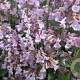 Nepeta racemosa 'Amelia' GM P9