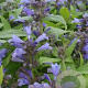 Nepeta subsessilis 'Washfield' GM P9