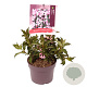 Weigela florida Pink Poppet 20-30 cm 3,0L