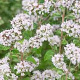 Origanum vulg. 'Faltertreff' GM P9